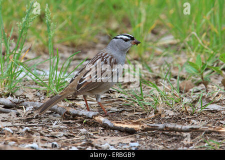 Bruant à couronne blanche (Zonotrichia leucophrys) sur le terrain. Banque D'Images