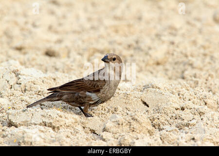 Les vachers à tête brune (Molothrus ater) sur une plage de sable. Banque D'Images