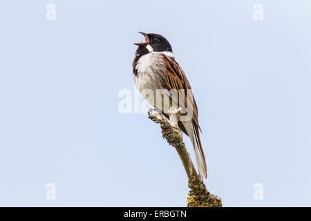 Roseau commun (Emberiza schoeniclus) mâle adulte chanter pendant que perché sur branche d'arbre, Norfolk, Angleterre, Royaume-Uni Banque D'Images