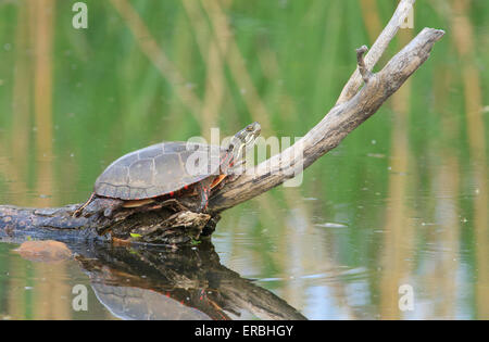 La tortue peinte (Chrysemys picta marginata) au soleil sur un journal. Banque D'Images