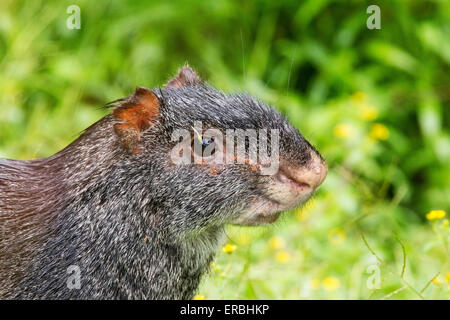 Agouti (Dasyprocta fuliginosa noir) des profils close-up de tête, se tenant sur le sol en forêt tropicale, Equateur, Amérique centrale Banque D'Images