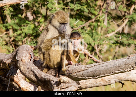 Des babouins olive (Papio anubis) femelle adulte bébé toilettage tout en étant assis sur la branche, Masai Mara, Kenya, Afrique Banque D'Images