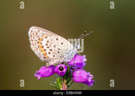 Papillon bleu étoilé d'argent (Plebejus argus) alimentation adultes en contre-leaved heath fleur, Norfolk, Angleterre, Royaume-Uni Banque D'Images