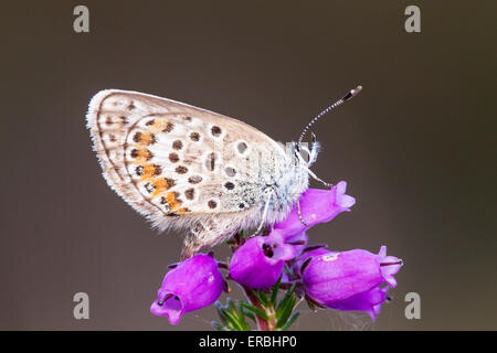 Papillon bleu étoilé d'argent (Plebejus argus) alimentation adultes en contre-leaved heath fleur, Norfolk, Angleterre, Royaume-Uni Banque D'Images