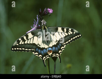 Papilio machaon machaon ssp. britannicus Banque D'Images