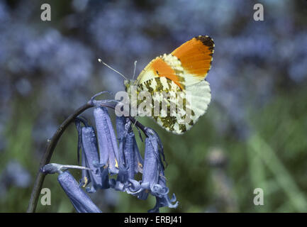 Orange-tip - Anthocharis cardamines Banque D'Images