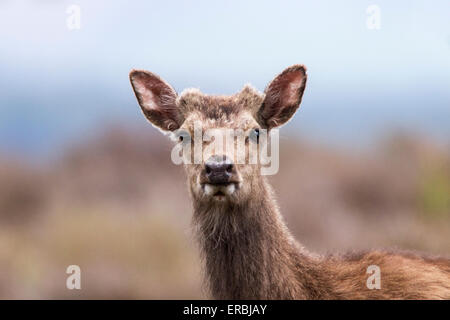 Le chevreuil (Capreolus capreolus) femelle adulte, close-up de tête, Dorset, Angleterre, Royaume-Uni Banque D'Images