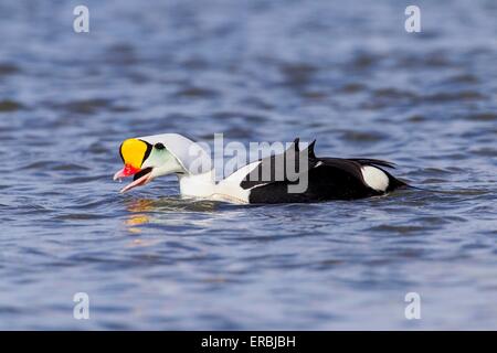 L'eider à tête grise (Somateria spectabilis) natation adultes de sexe masculin sur l'eau, l'alimentation sur la moule, Ythan Estuaire, Ecosse, Royaume-Uni Banque D'Images