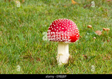 Agaric fly (Amanita muscaria) organe de fructification, sur la pelouse, à l'automne, Norfolk, Angleterre, Royaume-Uni Banque D'Images