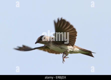 Femme purple martin (Progne subis) en vol. Banque D'Images