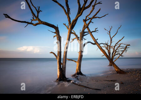 Tôt le matin, la lumière sur le boneyard beach à Botany Bay dans l'île de Edisto, Caroline du Sud. L'océan Atlantique a lentement consommé la forêt côtière par l'érosion naturelle laissant derrière les carcasses d'arbres morts. Banque D'Images