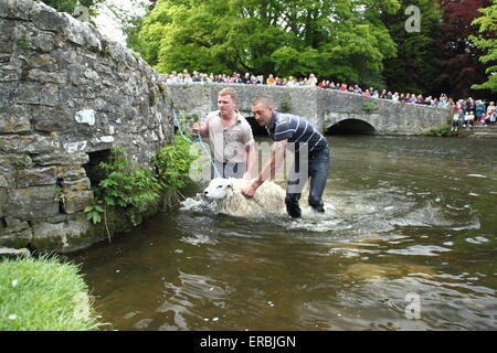 Les moutons sont trempées dans la rivière Wye Ashford au-dans-l-Eau dans le parc national de Peak District, Derbyshire, Royaume-Uni Banque D'Images