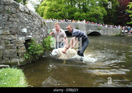 Les moutons sont trempées dans la rivière Wye Ashford au-dans-l-Eau dans le parc national de Peak District, Derbyshire, Royaume-Uni Banque D'Images