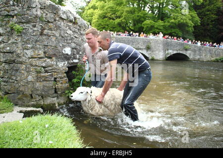 Les moutons sont trempées dans la rivière Wye Ashford au-dans-l-Eau dans le parc national de Peak District, Derbyshire, Royaume-Uni Banque D'Images