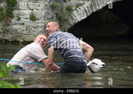 Les moutons sont trempées dans la rivière Wye Ashford au-dans-l-Eau dans le parc national de Peak District, Derbyshire, Royaume-Uni Banque D'Images