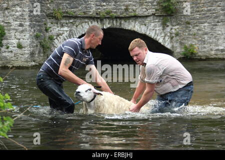 Les moutons sont trempées dans la rivière Wye Ashford au-dans-l-Eau dans le parc national de Peak District, Derbyshire, Royaume-Uni Banque D'Images