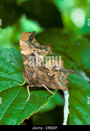 Virgule - Polygonia c-album Banque D'Images