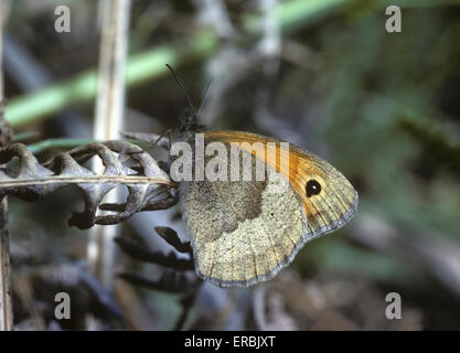 Maniola jurtina - Meadow Brown Banque D'Images