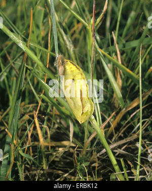 Maniola jurtina - Meadow Brown - chrysalide Banque D'Images