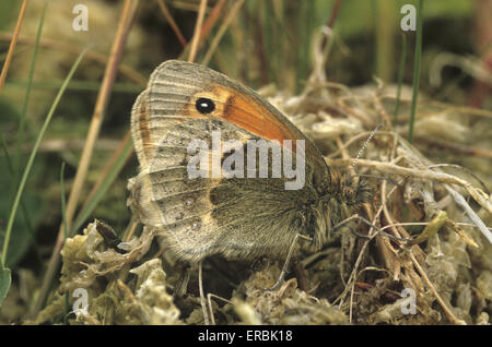 Grand Heath - Coenonympha tullia Banque D'Images