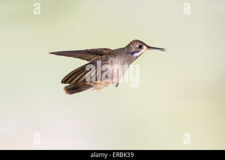 Brown violetear (hummingbird Colibri delphinae) adulte en vol, le Costa Rica, Amérique centrale Banque D'Images