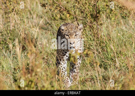 Leopard (Panthera pardus) des profils de marcher dans l'herbe haute, Masai Mara, Kenya, Afrique Banque D'Images