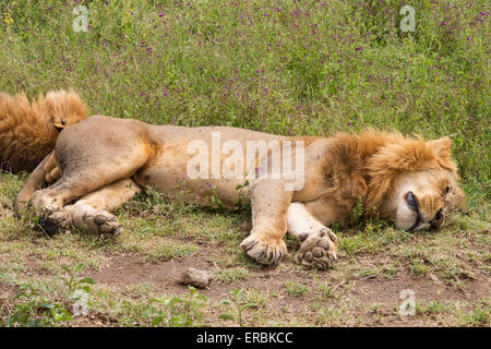 Lion (Panthera leo) Deux hommes dormant sur la masse, le Kenya, l'Afrique Banque D'Images