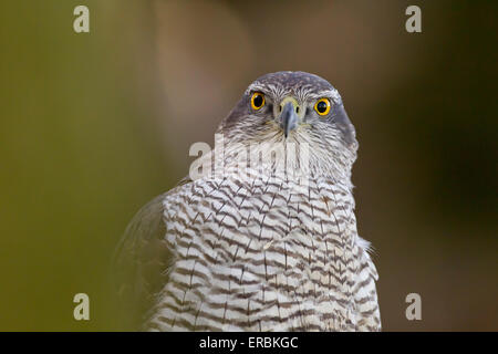 L'Autour des palombes Accipiter gentilis (captive), homme, Château Caereinion, Welshpool Powys, au Royaume-Uni, en avril. Banque D'Images