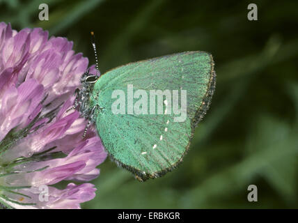 Green Hairstreak Callophrys rubi - Banque D'Images