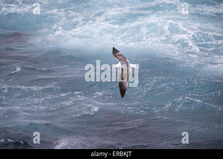 Yellow-legged gull Larus michahellis, juvénile, en vol, Beira Mar de Baixo, São Miguel, Açores en avril. Banque D'Images