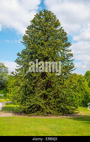 Un superbe spécimen de Monkey Puzzle Arbre, Araucaria araucana, à Kew Gardens, Londres Banque D'Images