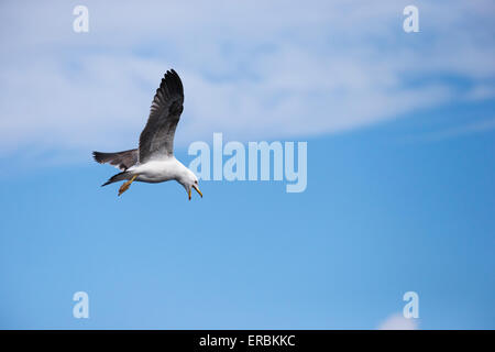 Yellow-legged gull Larus michahellis, juvénile, en vol, Ponta Delgada, Açores en avril. Banque D'Images