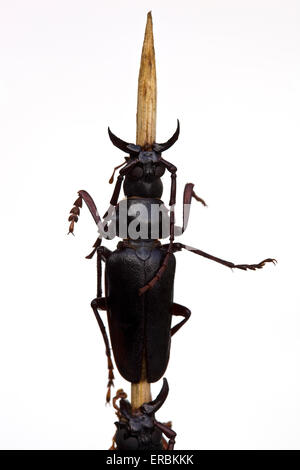 Ccuit Longhorn Beetle sur un bâton au marché de Donghuamen à Wangfujing Pékin Chine - un exemple de la nourriture étrange ou bizarre mangée par les gens Banque D'Images