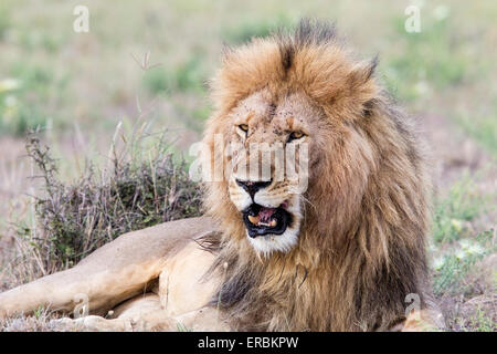 Lion (Panthera leo) adulte mâle d'orgueil, reposant sur le sol, Masai Mara, Kenya, Afrique Banque D'Images