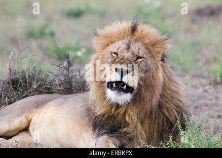 Lion (Panthera leo) adulte mâle d'orgueil, reposant sur le sol, Masai Mara, Kenya, Afrique Banque D'Images