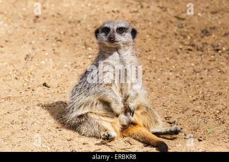 Meerkat (Suricata suricatta) adulte reposant sur un sol sableux Banque D'Images