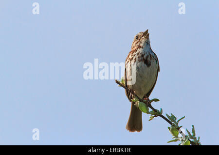 Bruant chanteur (Melospiza melodia) chant sur branche d'arbre. Banque D'Images