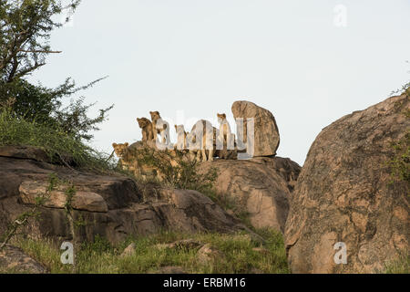 Famille de lions sur kopje, Serengeti National Park, Tanzania Banque D'Images