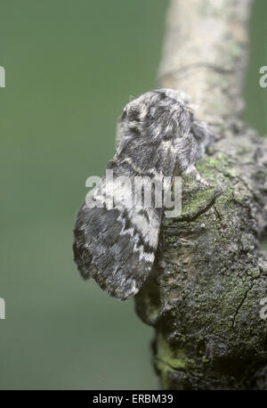 - Brun marbré lunaire Drymonia ruficornis Banque D'Images