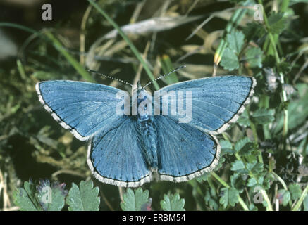 - Polyommatus bellargus Adonis Blue Banque D'Images