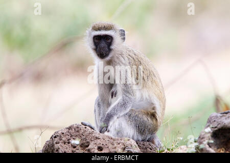 Un singe (Chlorocebus pygerythrus) adulte assis sur la roche, face caméra, le Kenya, l'Afrique Banque D'Images