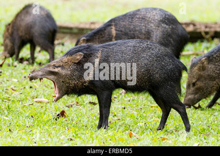 Pécari à collier (Pecari tajacu) groupe d'adultes avec un animal le bâillement montrant défenses, Costa Rica, Amérique centrale Banque D'Images