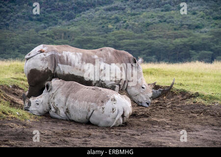 Rhinocéros blanc ou square-lipped rhinoceros (Ceratotherium simum),des profils et de veaux dans la boue, Nakuru, Kenya, Africa Banque D'Images