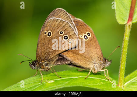 (Un papillon Aphantopus hyperantus) accouplement paire alors qu'elle repose sur la feuille, Angleterre, Royaume-Uni Banque D'Images