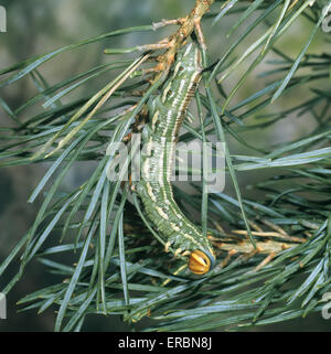 Hawk-moth pin - Hyloicus pinastri - larve Banque D'Images