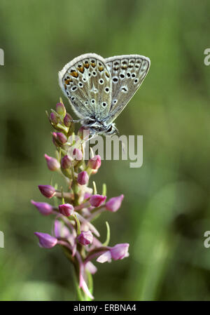 - Polyommatus icarus bleu commun Banque D'Images