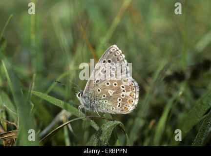 - Polyommatus bellargus Adonis Blue Banque D'Images