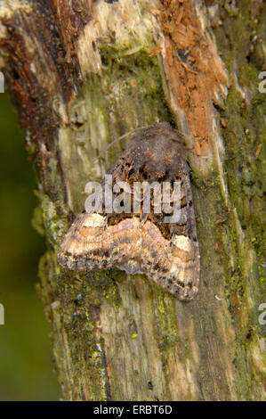 Petit angle de teintes - Euplexia lucipara Banque D'Images