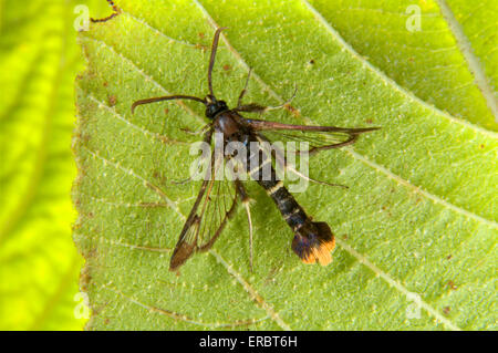 Sésie à queue Orange - Synanthedon andrenaeformis Banque D'Images