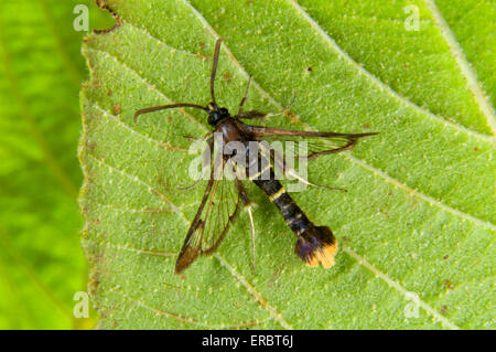 Sésie à queue Orange - Synanthedon andrenaeformis Banque D'Images